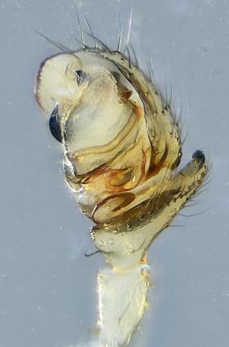 Réf. 268 069 : Monocephalus fuscipes